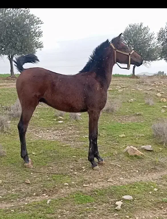 کره اسب|اسب و تجهیزات اسبسواری|گیلان غرب, |دیوار