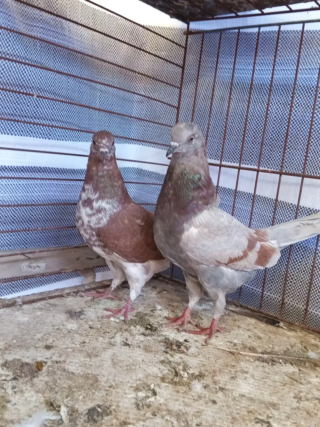 کفتر|پرنده|پارس‌آباد, |دیوار