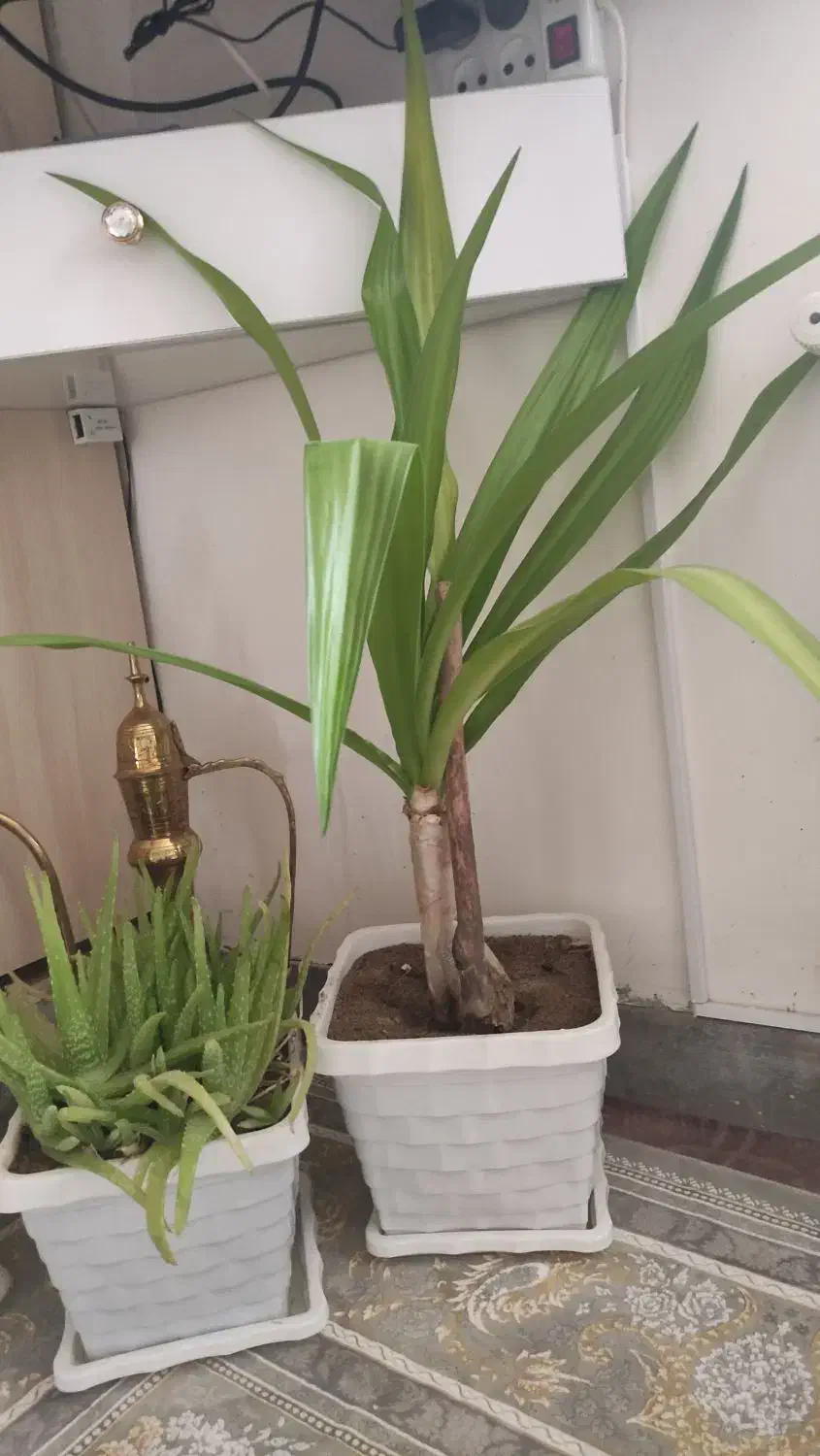 گل فروشی|گل و گیاه طبیعی|سقز, |دیوار