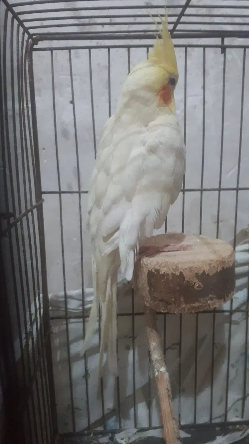 عروس هلندی|پرنده|چاف و چمخاله, |دیوار