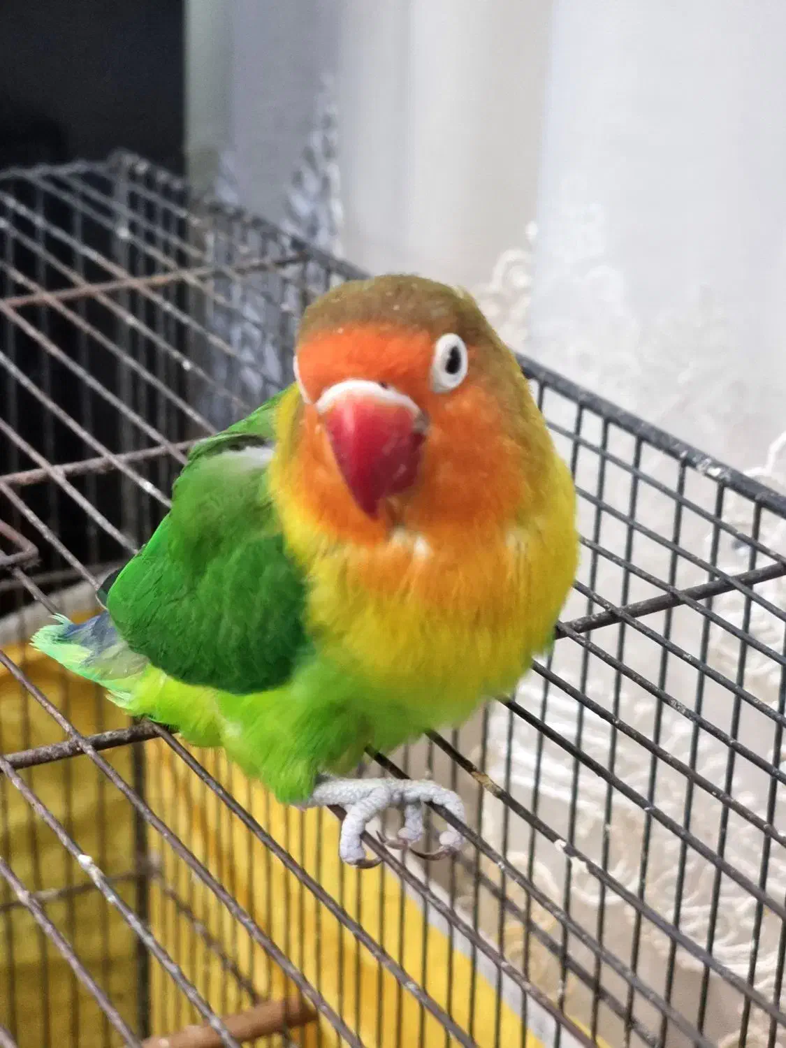 یک جفت طوطی برزیلی|پرنده|قم, شاه سید علی|دیوار