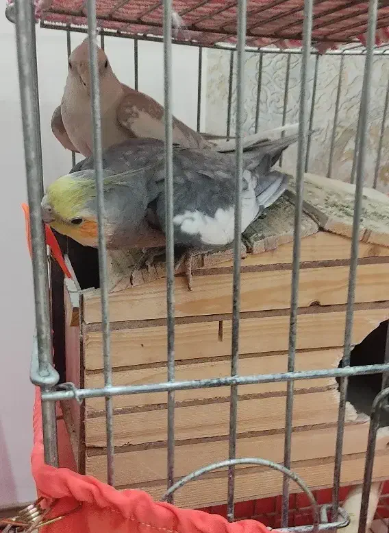 عروس هلندی ( نر )|پرنده|هشتگرد, شهرک ولیعصر (مهستان)|دیوار