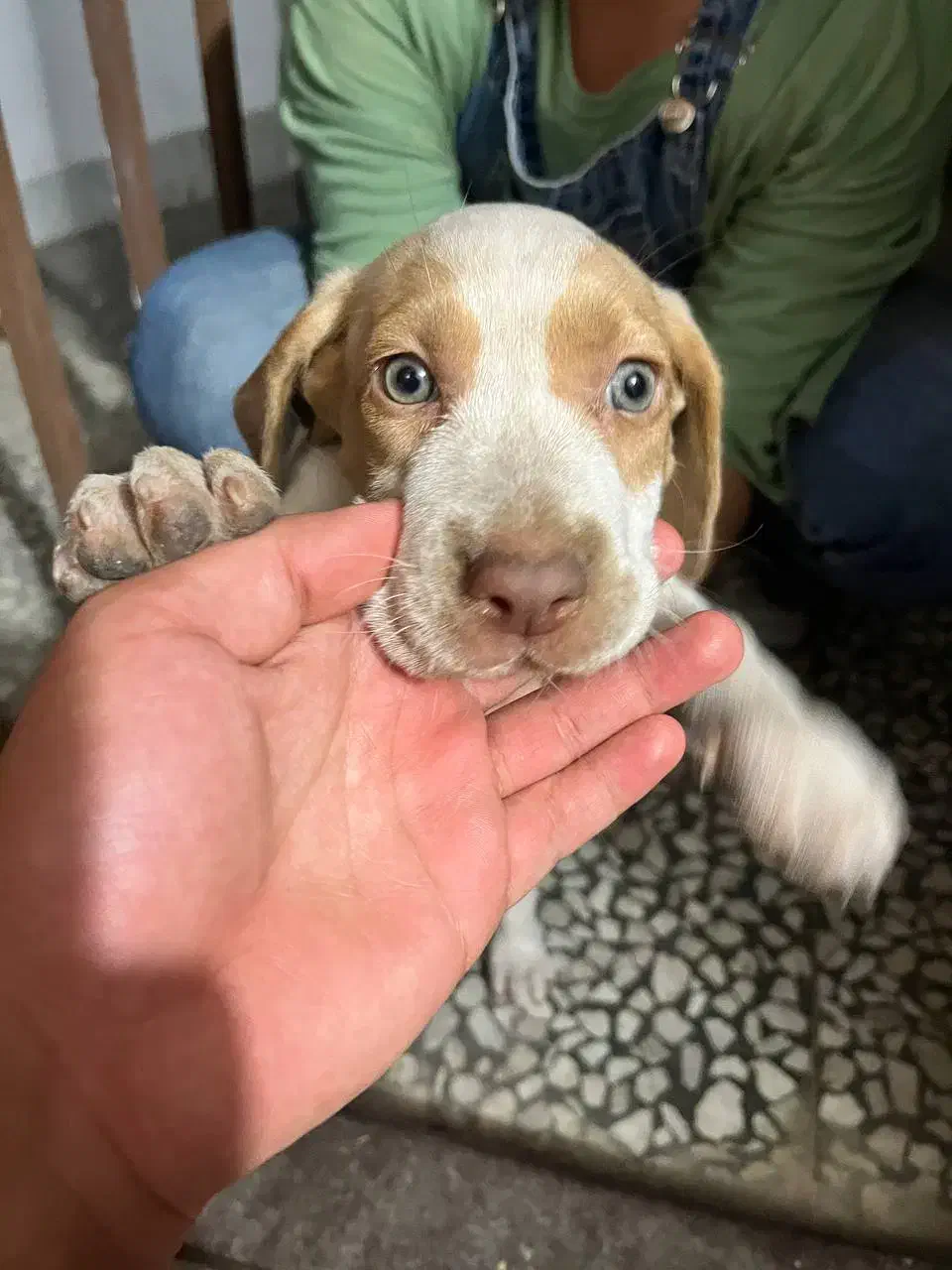 واگذاری سگ پوینتر شکاری المانی|سگ|قائم‌شهر, |دیوار