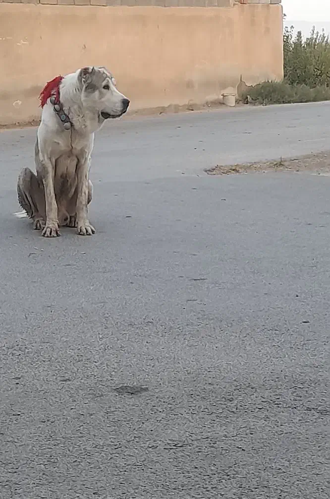 آلابای|سگ|پیر بکران, |دیوار