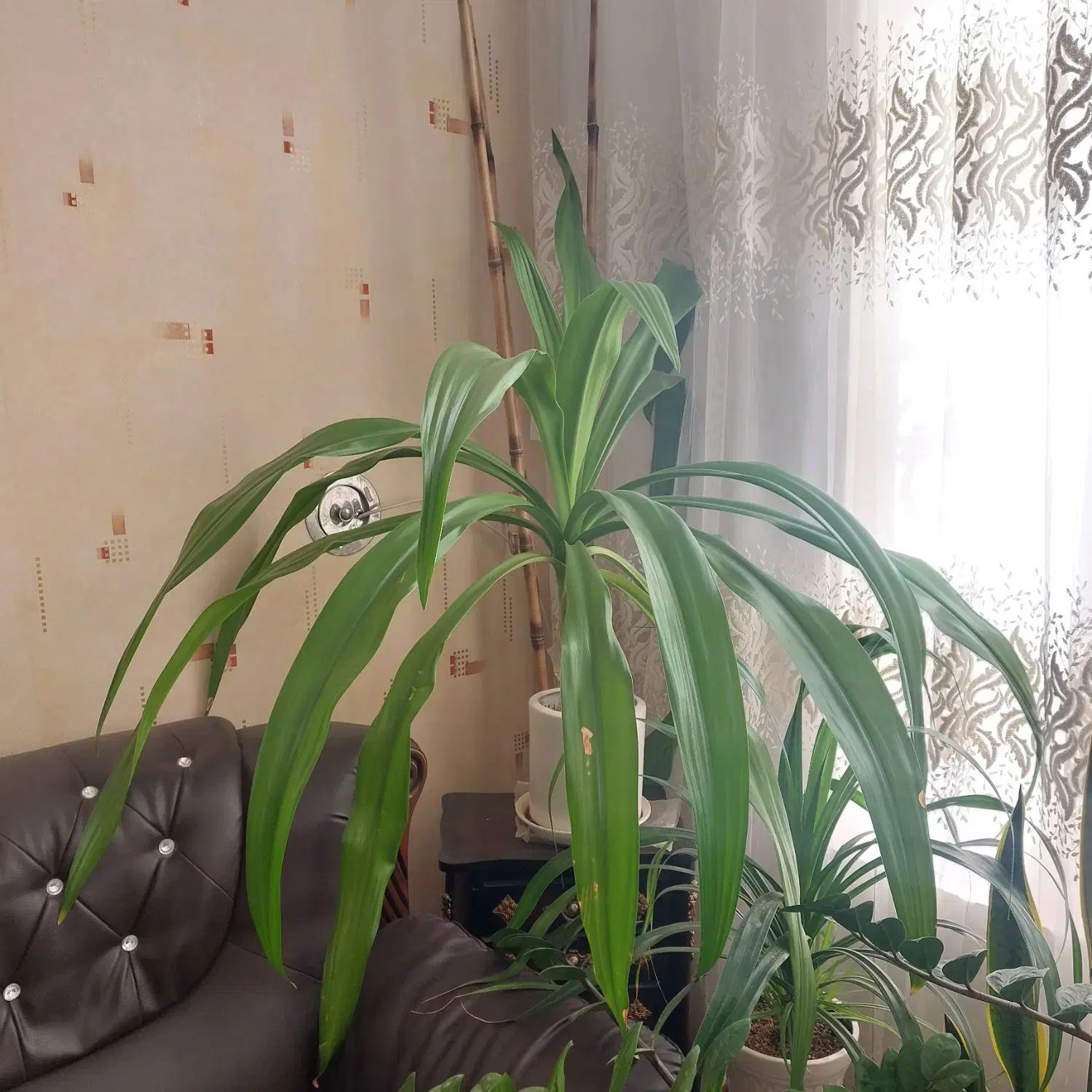 گل خانگی|گل و گیاه طبیعی|فردوس (خراسان), |دیوار