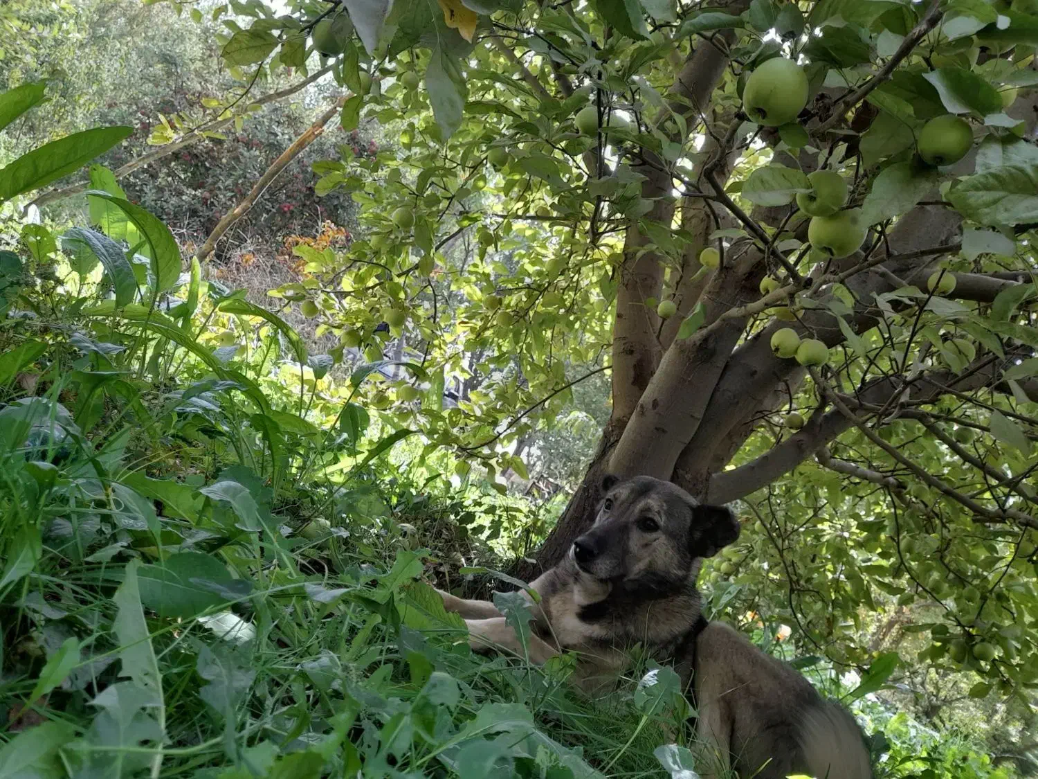 سگ گم شده|حیوانات|میاندوآب, |دیوار