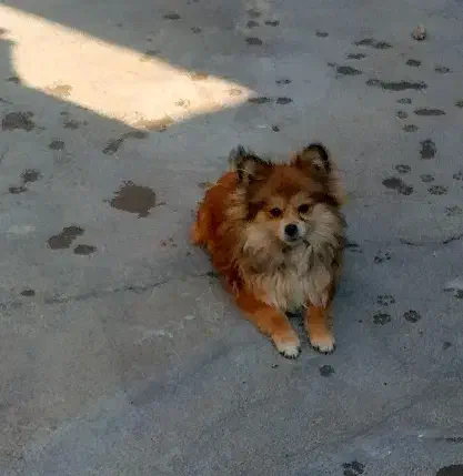 پامرروباهی|سگ|نقده, |دیوار