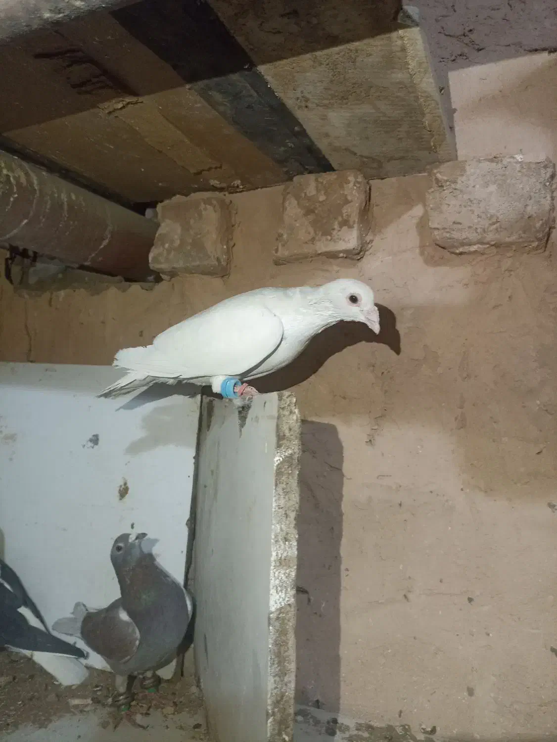 کفترپرشی ضربه|پرنده|سبزوار, قصبه شرقی|دیوار