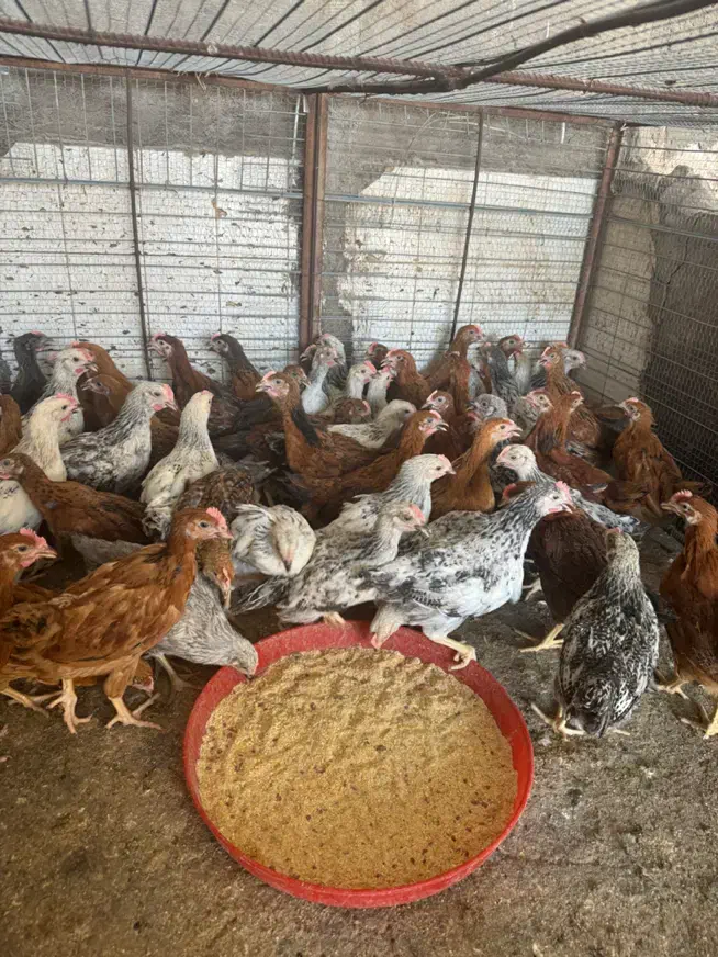 جوجه محلی اصل چهار ماه|حیوانات مزرعه|رفسنجان, |دیوار