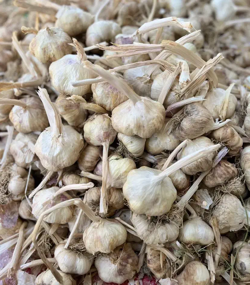 سیر سفید فروش فقط نقدی|خوردنی و آشامیدنی|بهار, |دیوار