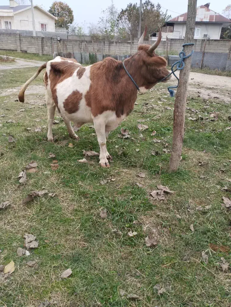 گاو چالوسی|حیوانات مزرعه|فومن, |دیوار