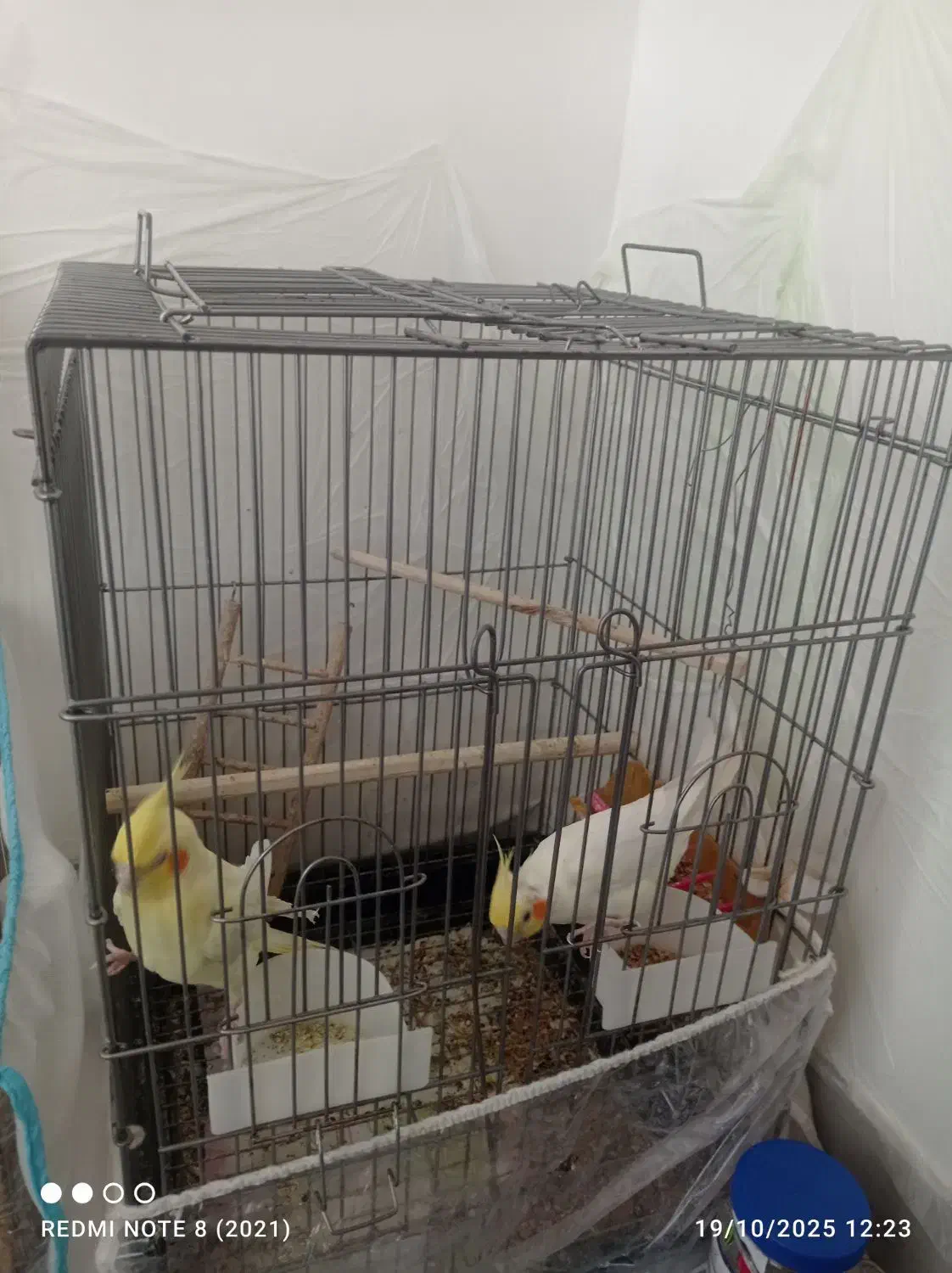 عروس هلندی|پرنده|مشهد, چهنو|دیوار