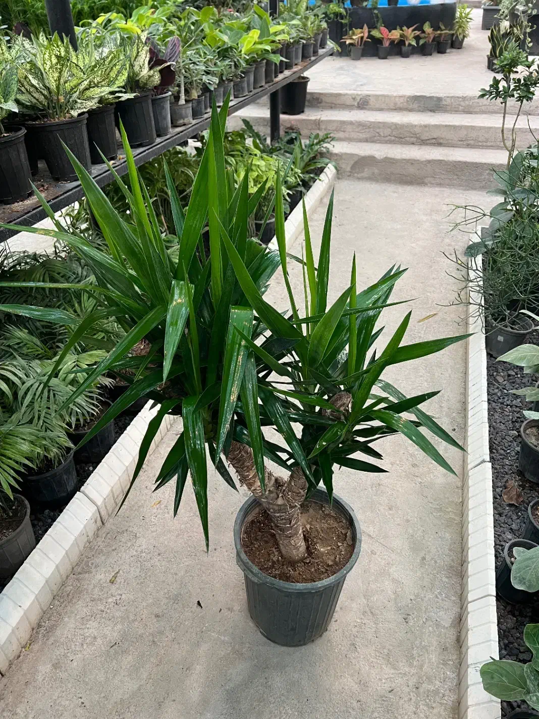 گل یوکا|گل و گیاه طبیعی|رشت, بیجارپس|دیوار