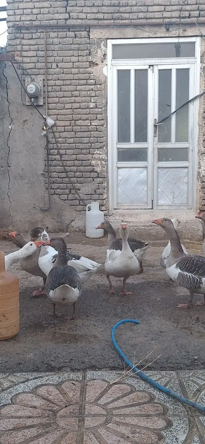 فروش  غاز طبیعی  با قیمت مناسب|حیوانات مزرعه|اردبیل, |دیوار