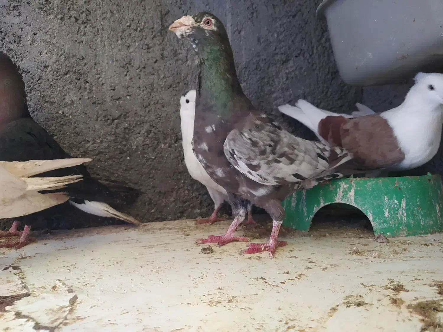 کبوتر|پرنده|مشهد, کوی پلیس|دیوار