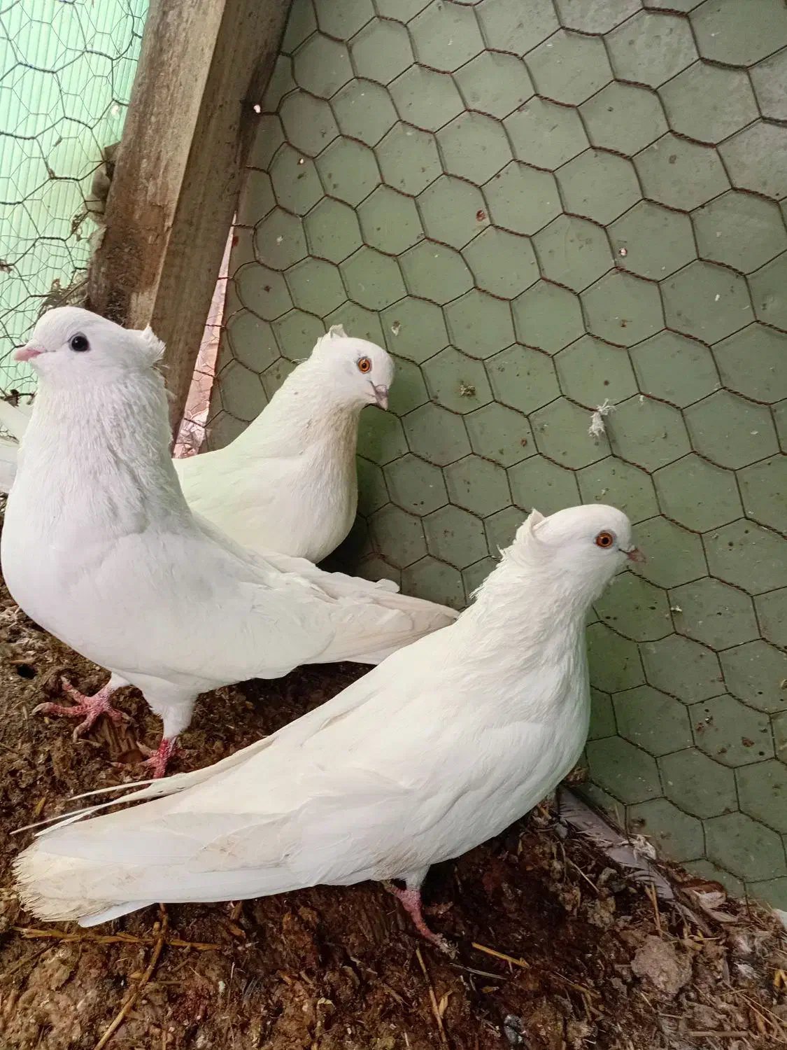 پرنده سفید|پرنده|میانه, |دیوار