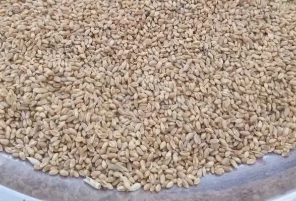 گندم درجه یک رقم پیشگام|خوردنی و آشامیدنی|ایواوغلی, |دیوار