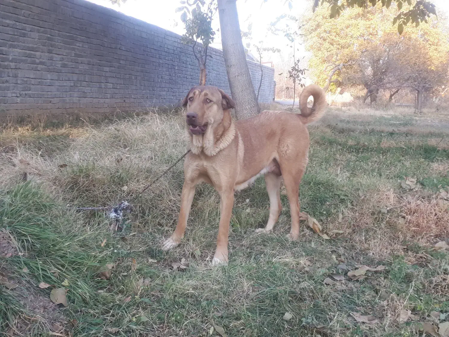 واگذاری ماده پژدر درجه یک سالم با سابقه زایمان|سگ|زنجان, |دیوار