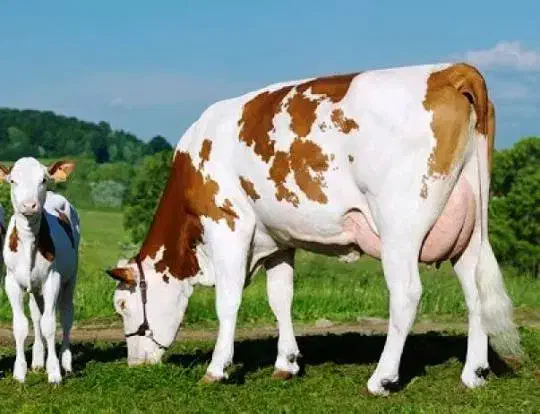 گاو، تلیسه، گوساله -نژاد اصل سیمین تال|حیوانات مزرعه|قم, آزادگان|دیوار