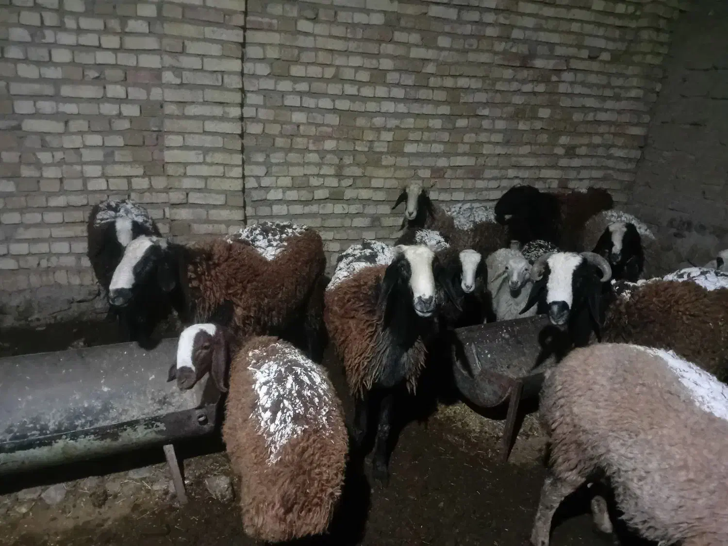 بره قوچ چالی|حیوانات مزرعه|تاکستان, |دیوار