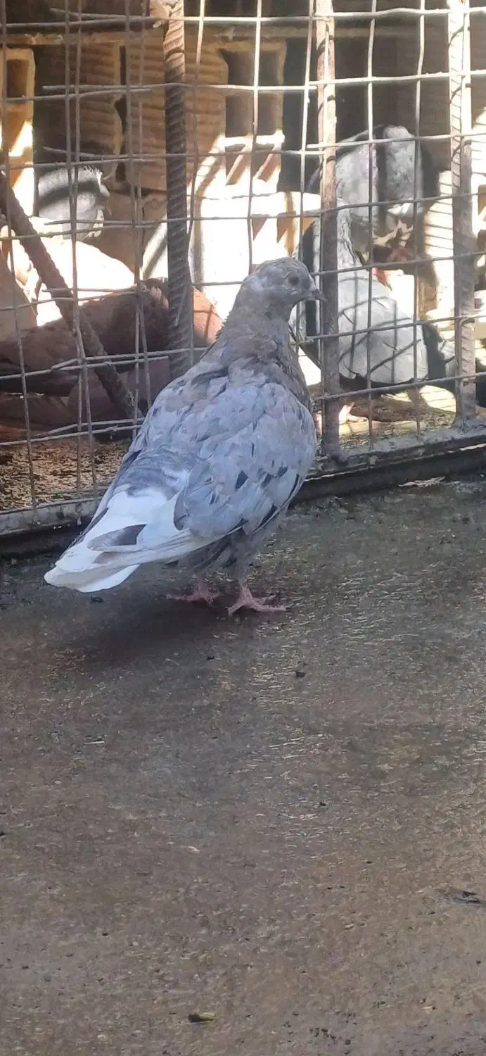 کبوتر|پرنده|بم, |دیوار