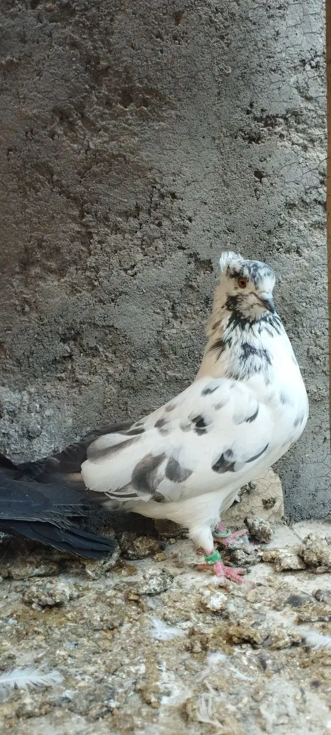 ماده چلچله کاکلی و نر فولادی|پرنده|آران و بیدگل, |دیوار