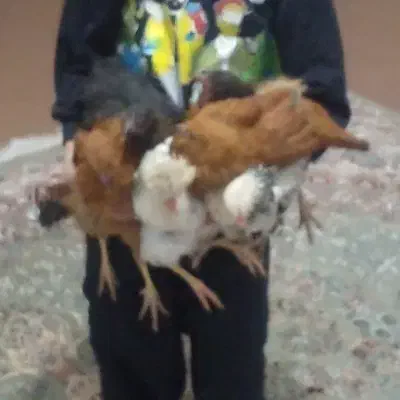 مرغ عشق|پرنده|مرودشت, مسجد رسول‎|دیوار