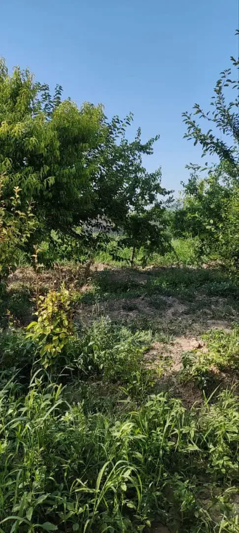 باغچه و باغ خوش آب و هوا/ منطقه امن /قابل ساخت|فروش زمین و ملک کلنگی|تهران, نازیآباد|دیوار