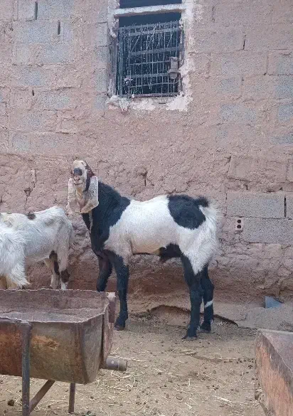 نربز پاکستانی اصل|حیوانات مزرعه|خواف, |دیوار