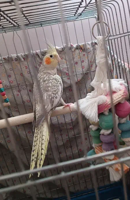 عروس هلندی|پرنده|محمدیه-قزوین, |دیوار