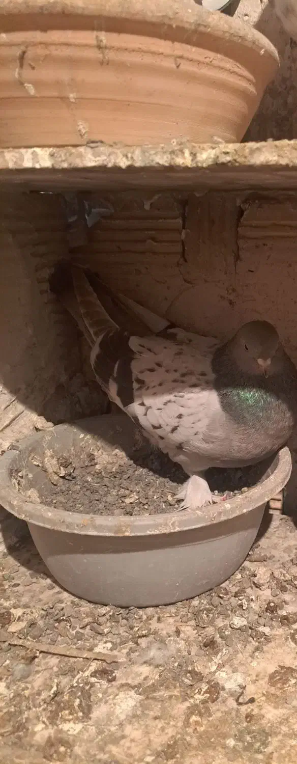 کبوتر ماده|پرنده|جوانرود, |دیوار