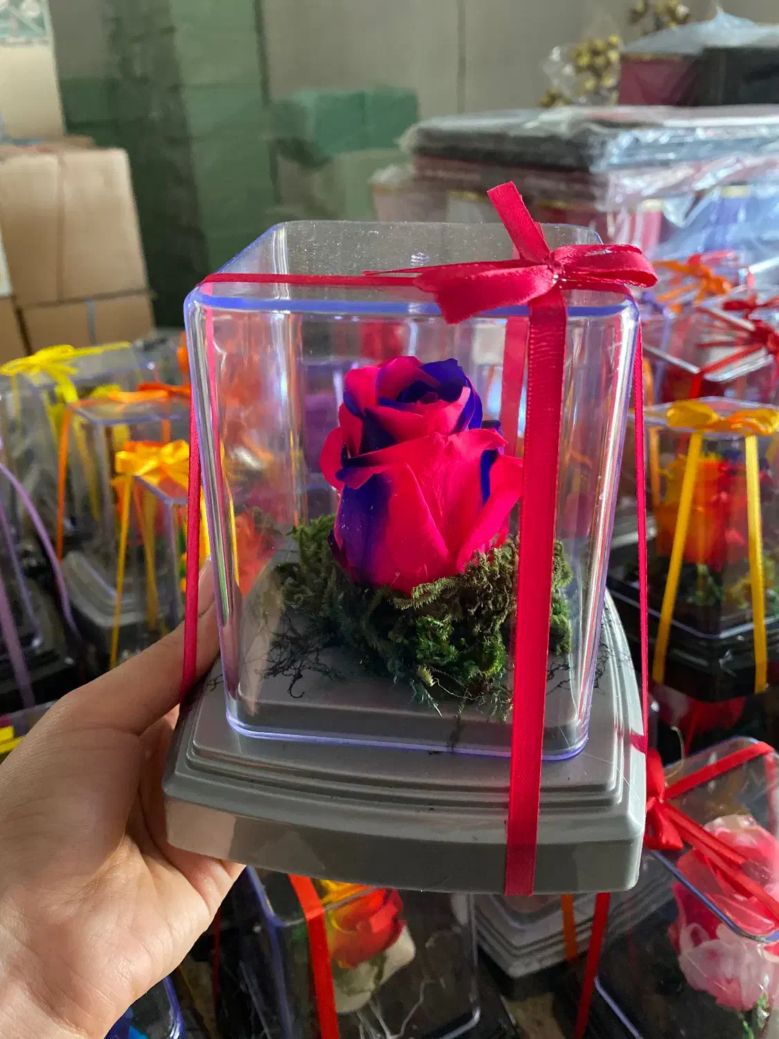 گل جاودان|گل و گیاه طبیعی|محمدیه-قزوین, |دیوار