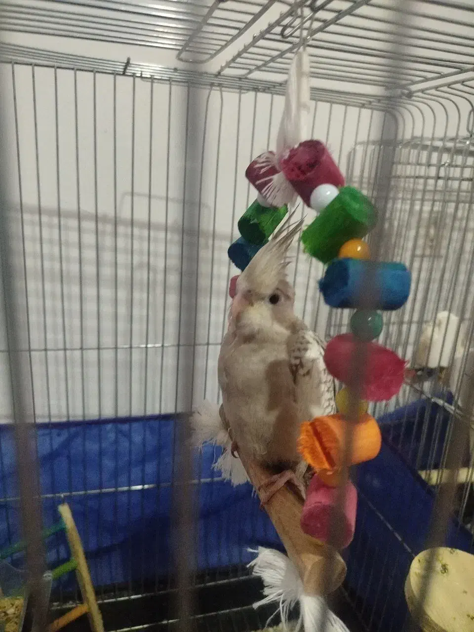 عروس هلندی سرلاکی ایزابلا|پرنده|کرمانشاه, |دیوار