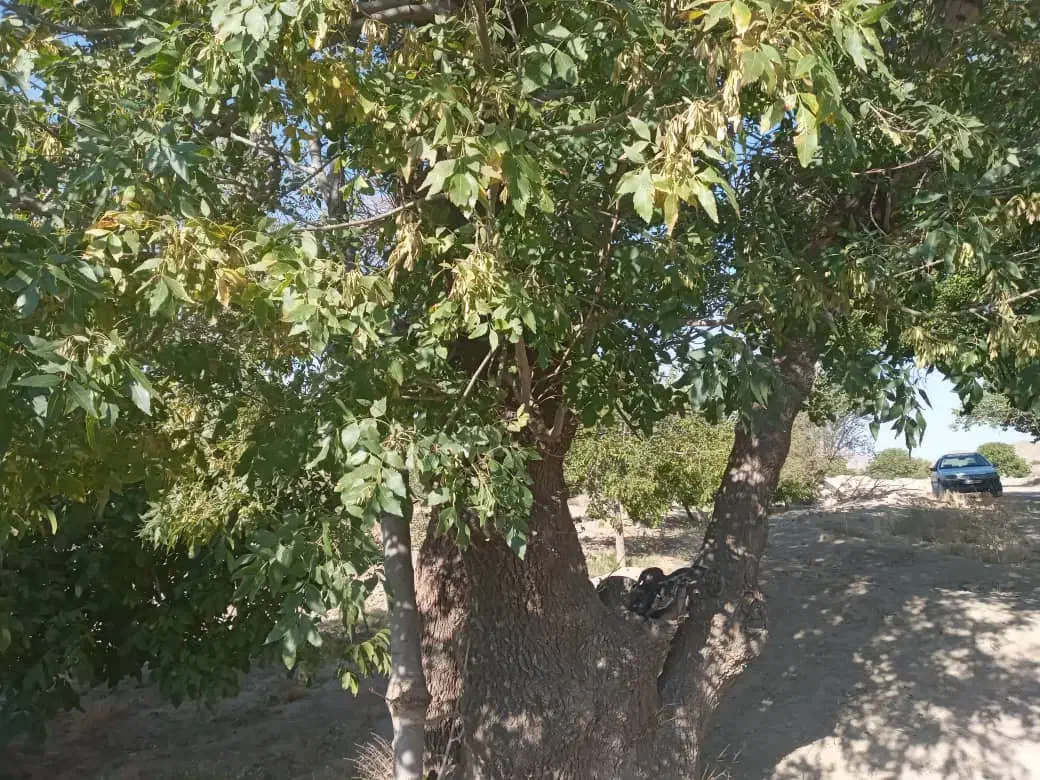 زمین شهر نراق|فروش زمین و ملک کلنگی|دلیجان, |دیوار