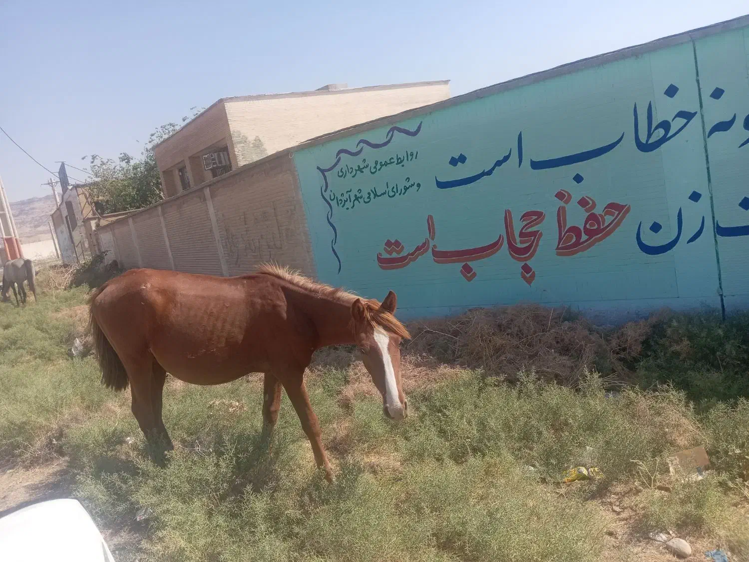 اسب نریان نژاد دار|اسب و تجهیزات اسب‌سواری|اندیکا, |دیوار