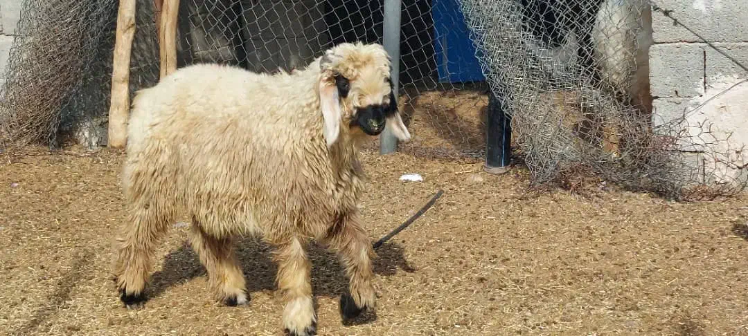 بره شیرازی بختیاری مچ قلم دار پوز عقابی|حیوانات مزرعه|منوجان, |دیوار