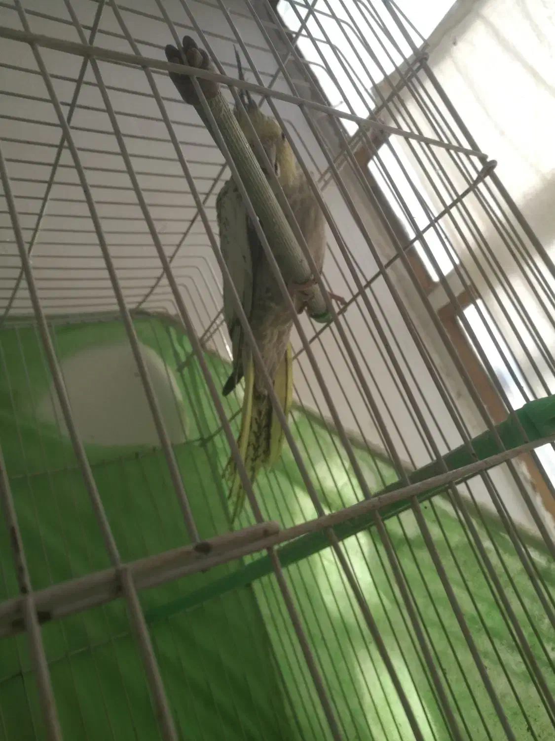 عروس هلندی ماده|پرنده|آمل, |دیوار