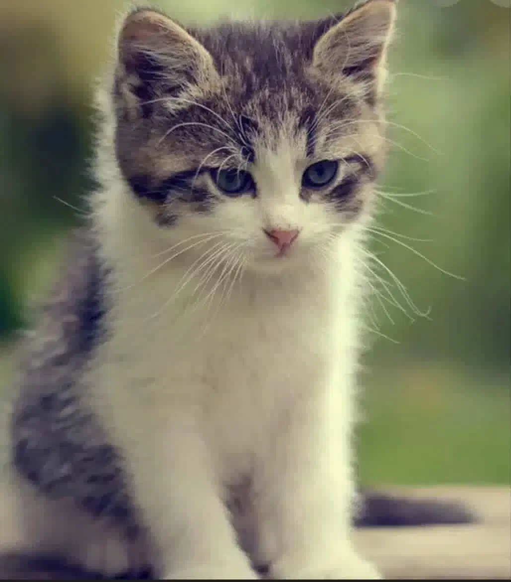 یه گربه خانگی|گربه|ارومیه, |دیوار