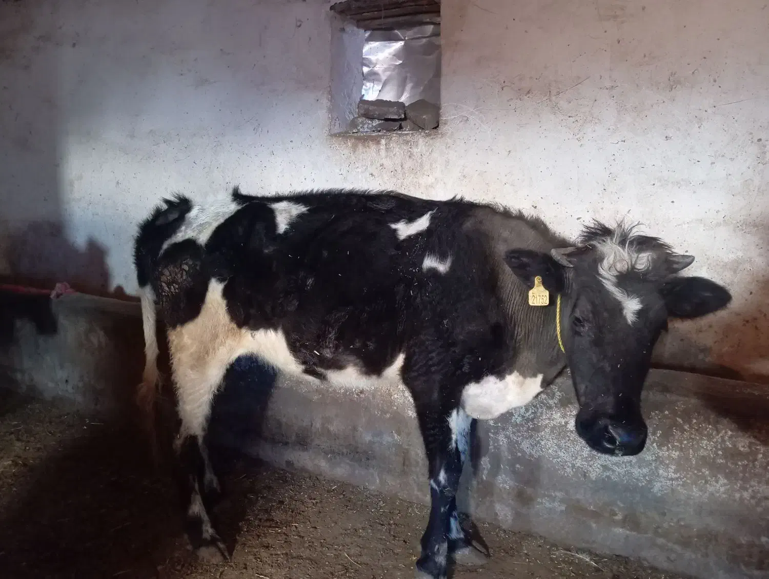 گاو گوشتی|حیوانات مزرعه|سیلوانه, |دیوار