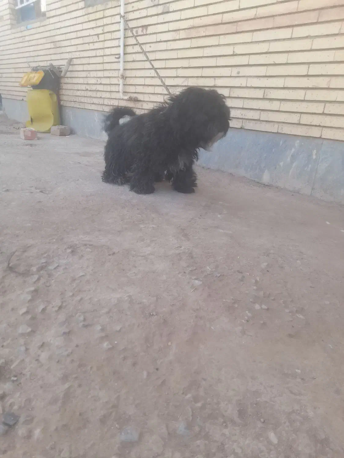 سگ پاکوتا پشمالو باهوش|سگ|زرند, |دیوار