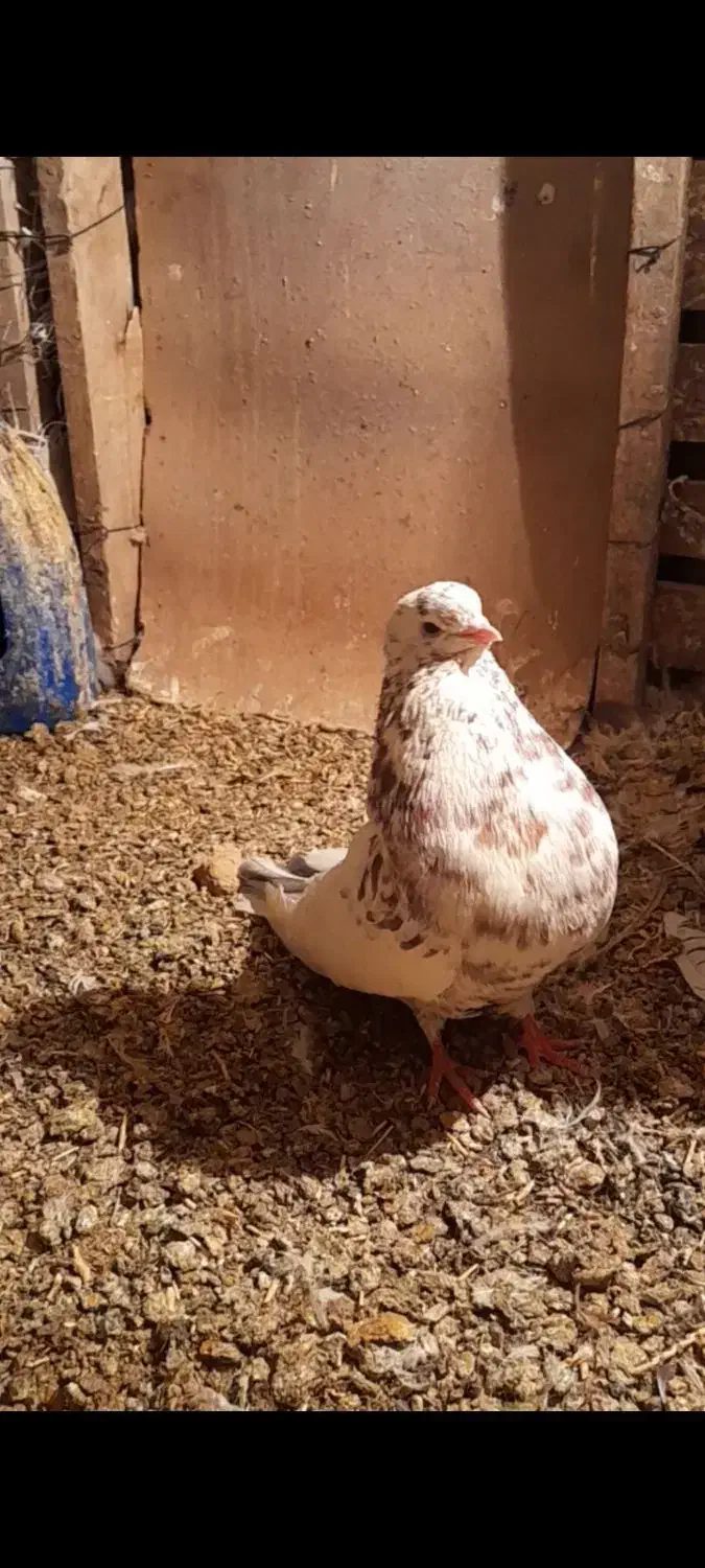 کفتردرجه یک.نوک ریز..|پرنده|کرمانشاه, |دیوار