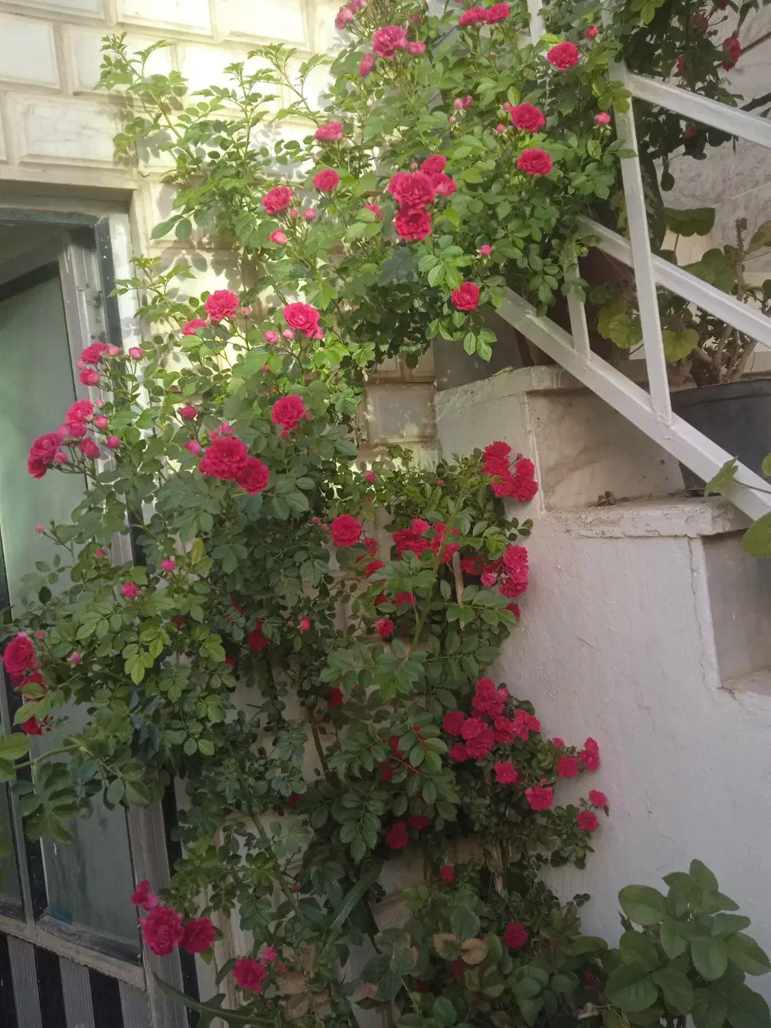 خانه ویلای فارسان ۱۸۵متر بلوار شهدا کوچه ۲۹|فروش خانه و ویلا|فارسان, |دیوار