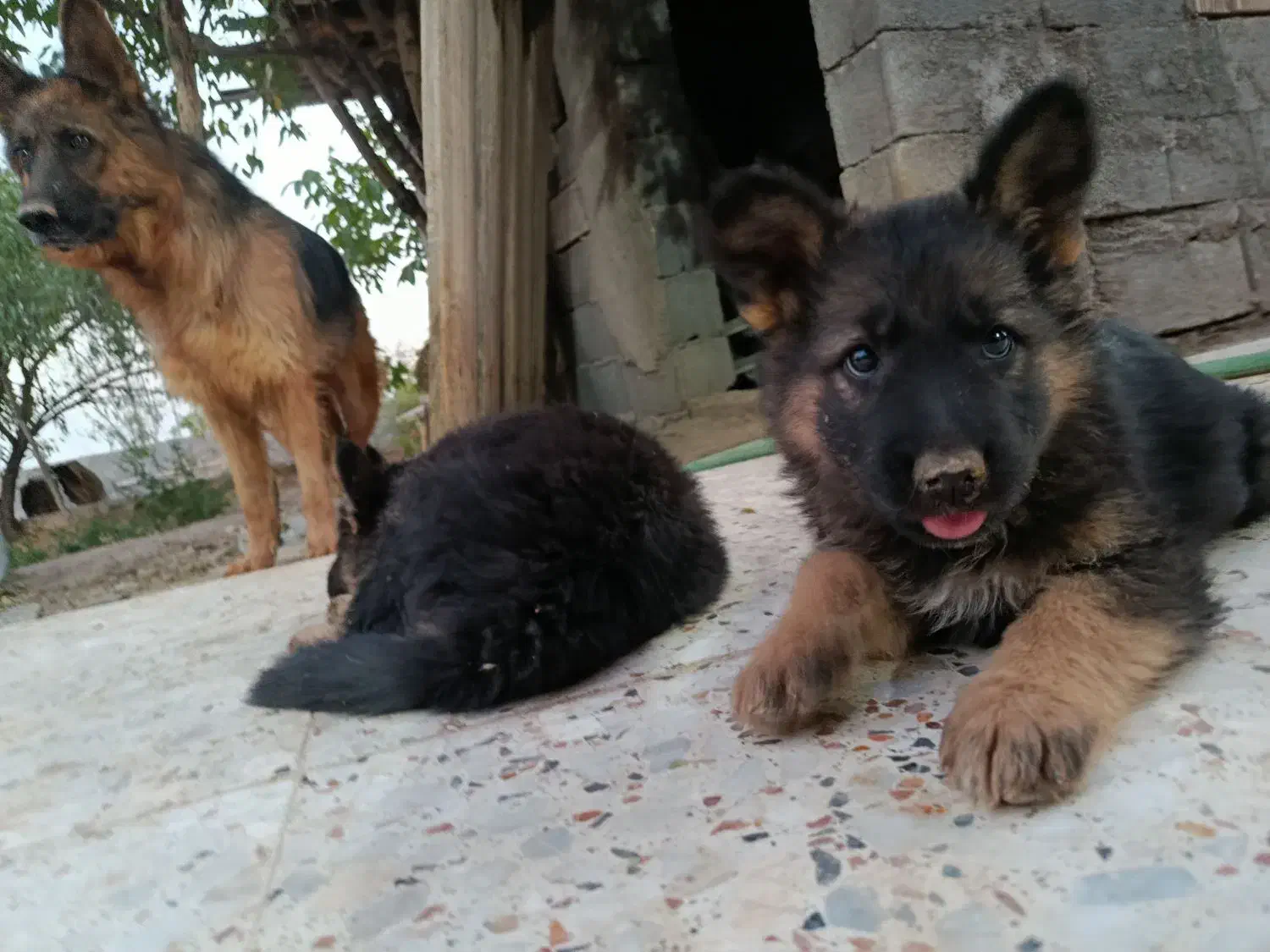 ژرمن شپرد اصیل واگذاری|سگ|شاهینشهر, حافظ جنوبی|دیوار