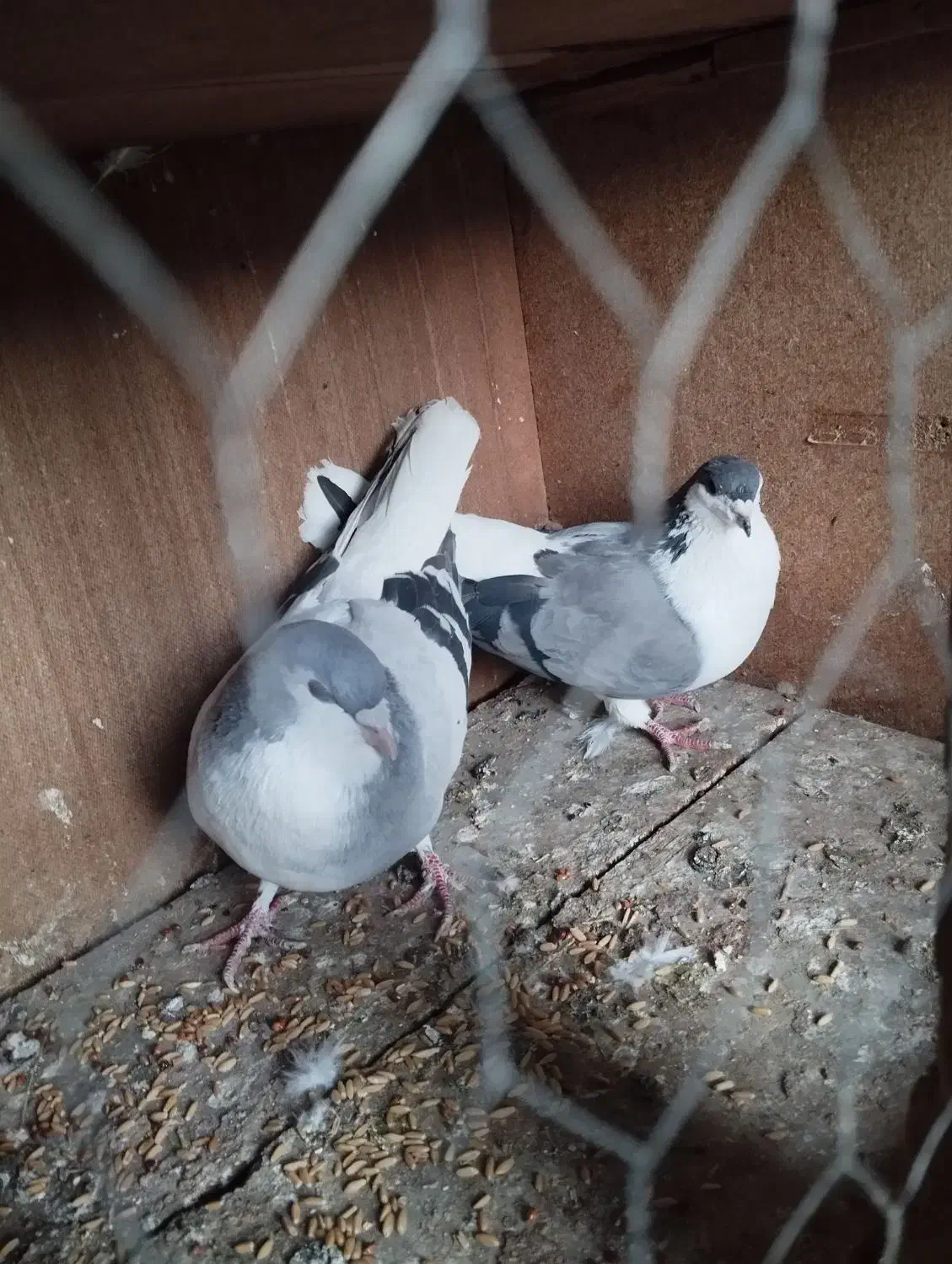 سیاه جفت|پرنده|میانه, |دیوار