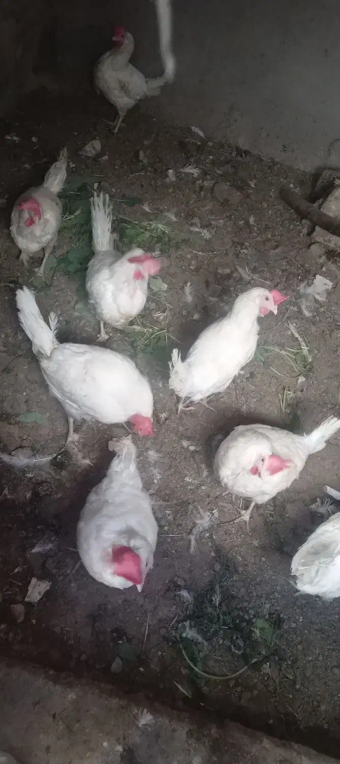 مرغ تخمی وبوقلمون گوشتی|حیوانات مزرعه|جلگه ماژان, |دیوار