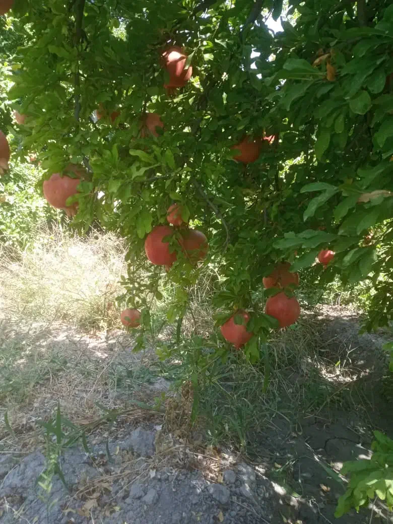 انار رباب دون قرمز|عمدهفروشی|فیروزآباد (فارس), |دیوار