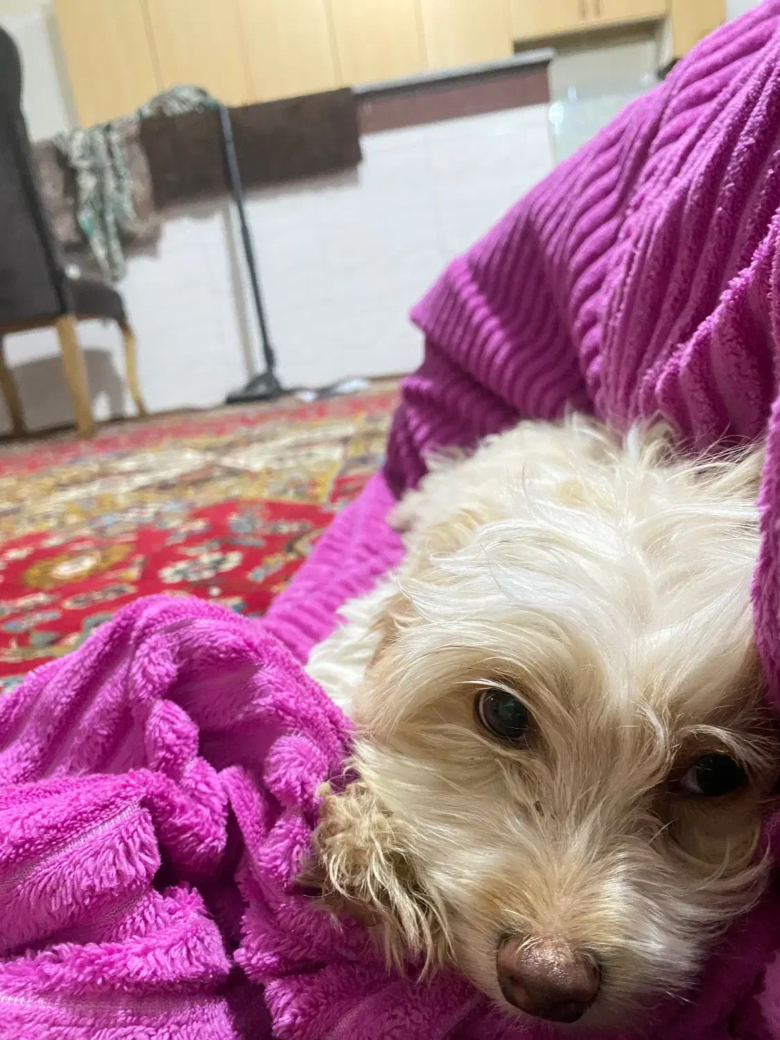 توله سگ پودل|سگ|هشتگرد, شهرک اقدسیه|دیوار