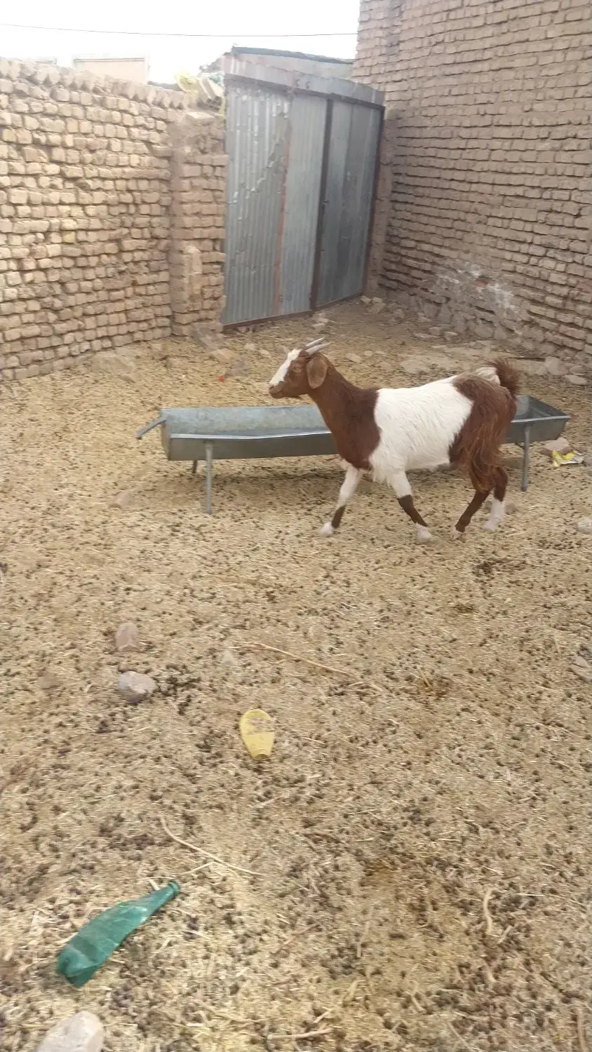 گوسفند|حیوانات مزرعه|قائن, |دیوار