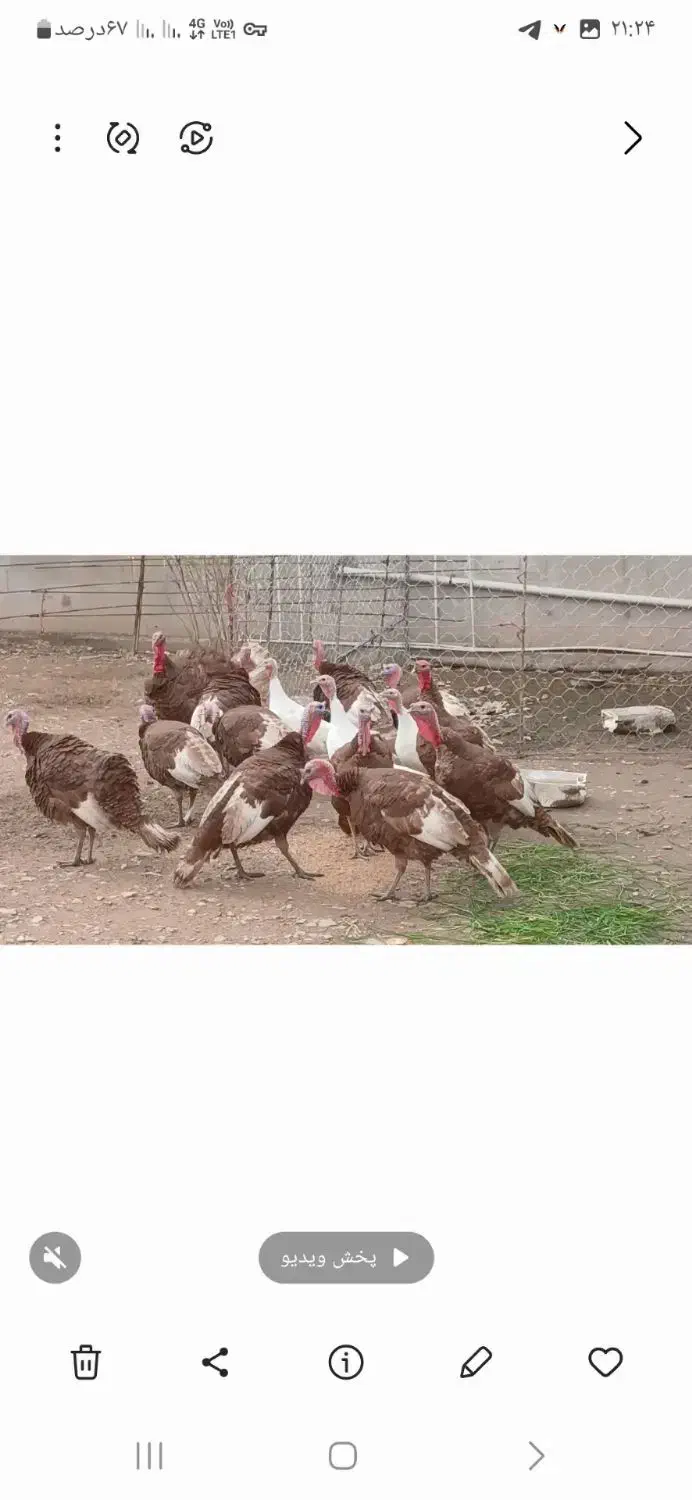 بوقلمون|حیوانات مزرعه|دشت ذهاب, |دیوار