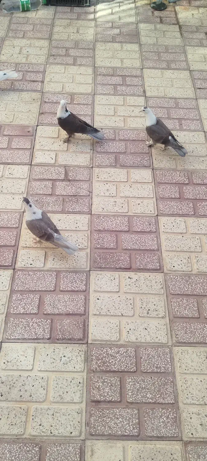 کله سفید|پرنده|سبزوار, قلعهنو دهزار|دیوار